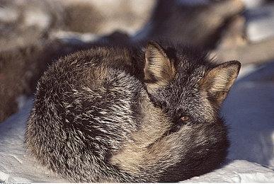 恶搞新作《香油钱模拟器》开发中 与恶人对决保护世界